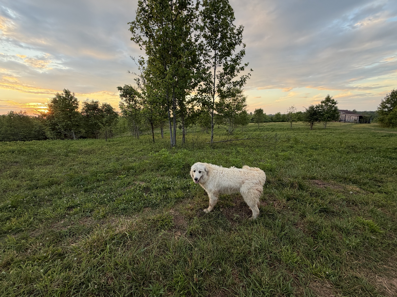 Wide sunset view across the pasture at Lenkai Farms in Virginia